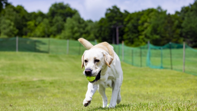 ペットフレンドリールームのイメージ画像